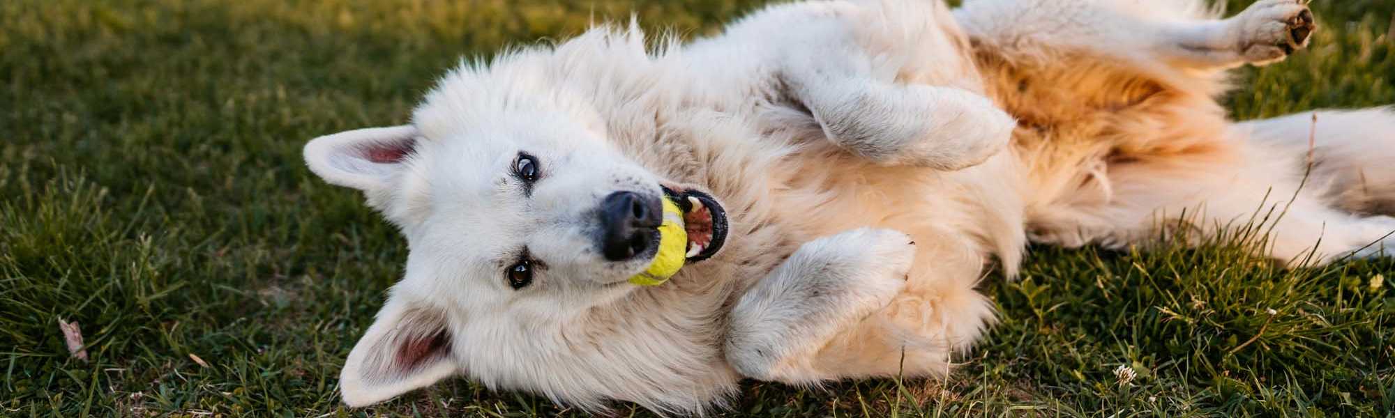   Pet Friendly at Steele Creek in Jacksonville, Florida 