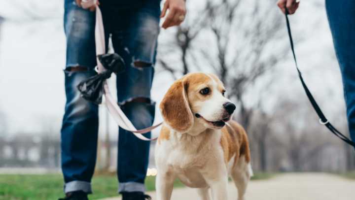 A dog walking on a leash with two people in a park.