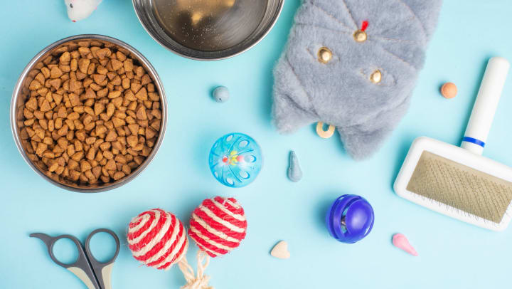Cat food and accessories on a mint blue background.
