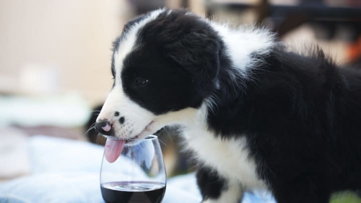 Puppy drinking out of a wine glass