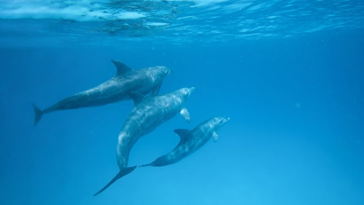 A group of dolphins swimming in the ocean | beaches and nature preserves in Tampa