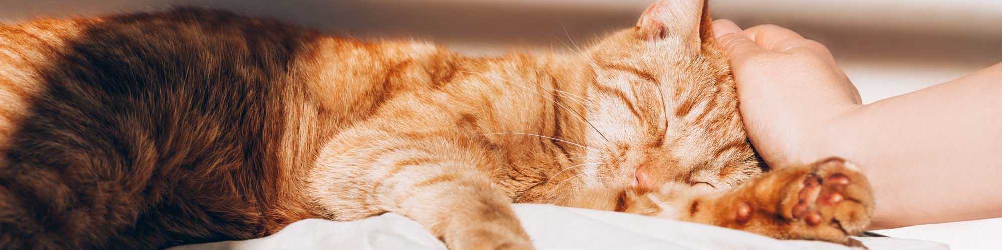 Pet Friendly | The Knolls at Inglewood Hill in Sammamish, Washington