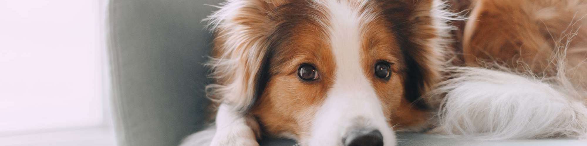 Pet-Friendly | Horizon Apartments in Jackson, Mississippi