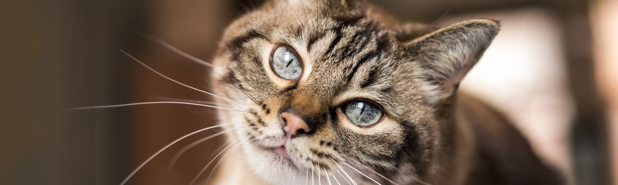 Pet Friendly at Wisdom Place in Modesto, California
