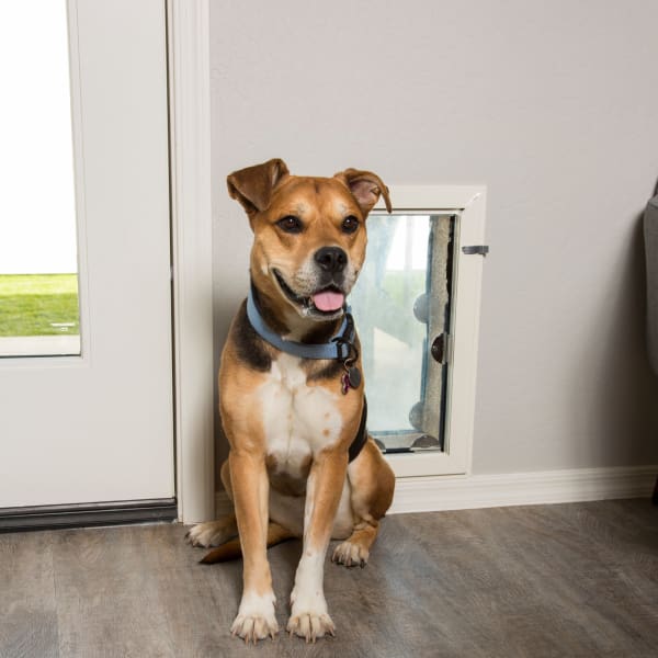 Dog sitting by the doggy door in his new home at Christopher Todd Communities On Greenway in Surprise, Arizona