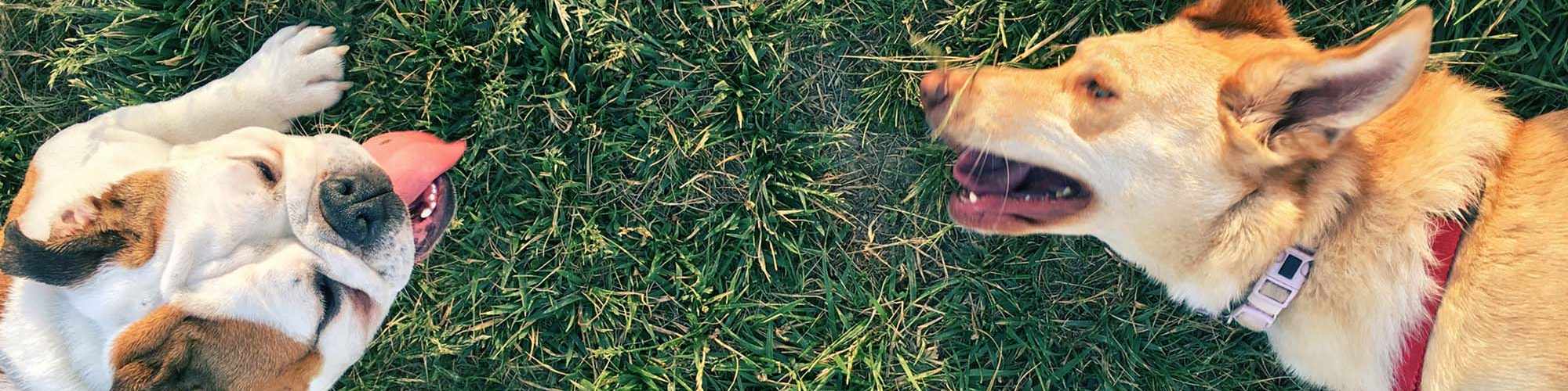 Pet-Friendly | Villas At Mesa Ridge in Fountain, Colorado