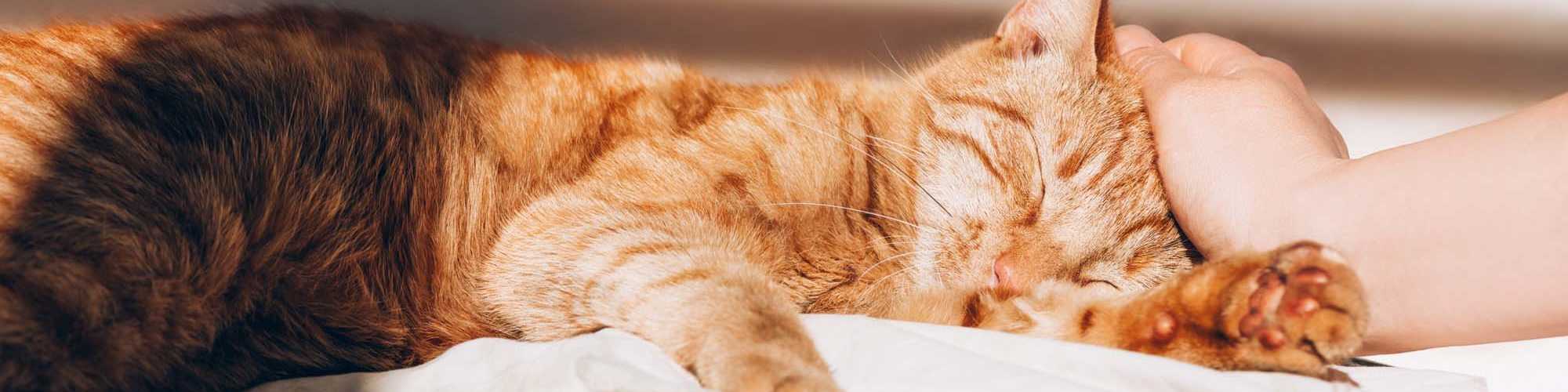 Pet Friendly | Reve Park Ridge in Little River, South Carolina