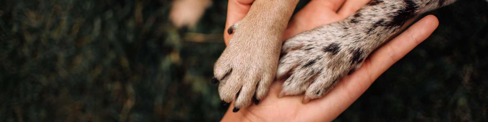 Pet Friendly | Palatia Apartment Homes in San Antonio, Texas