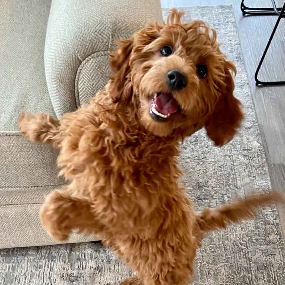 Dog playing in living room at Ivey Ridge Apartments in Graham, North Carolina