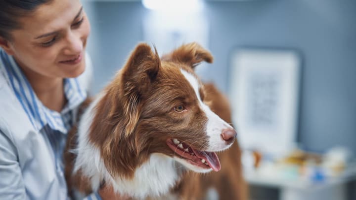 Brown and white Border Collie during a visit to the vet | veterinary clinics near pooler