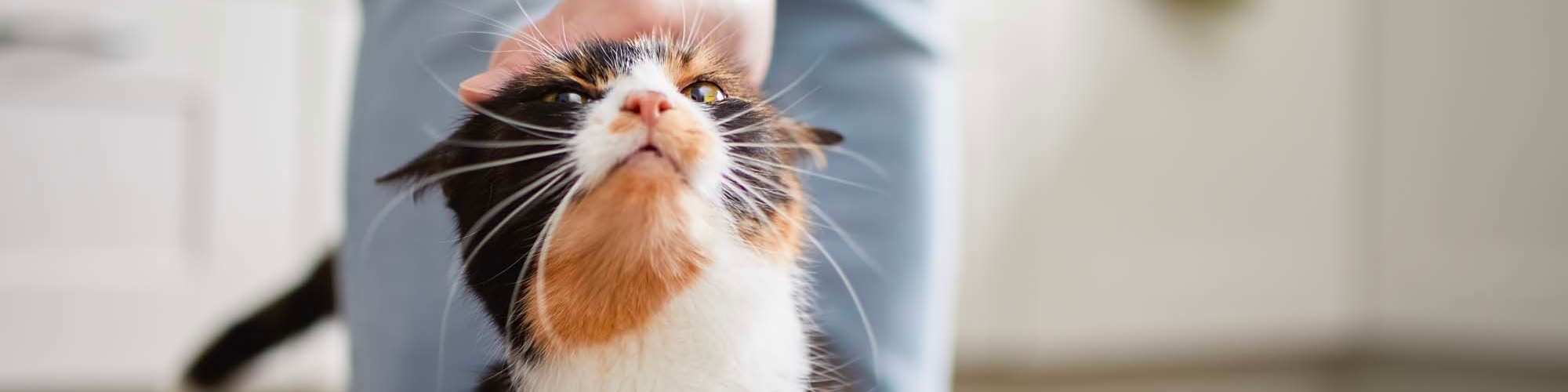 Pet-Friendly | Cooper Creek Heights in Mocksville, North Carolina