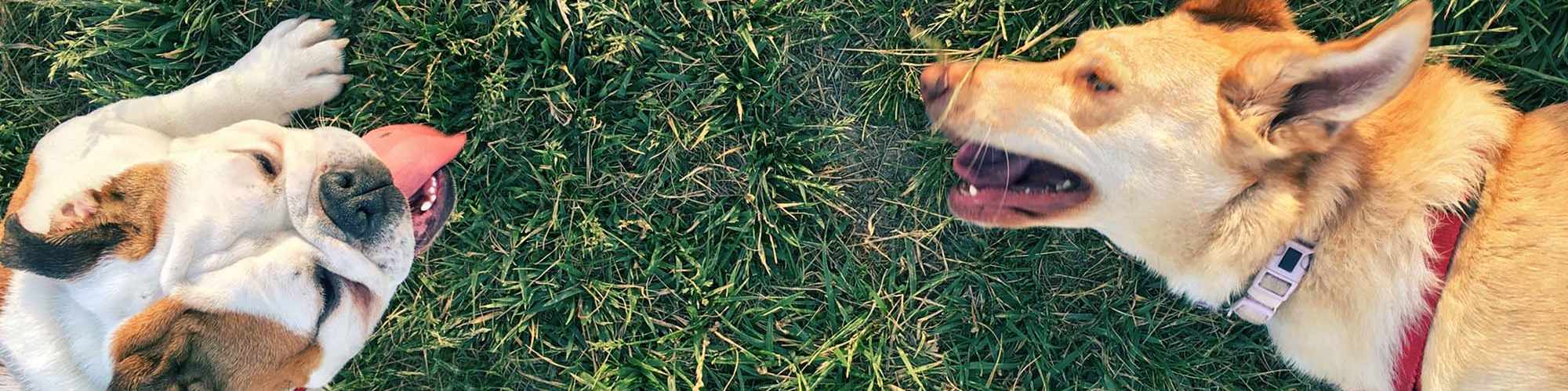 Pet Friendly | The Arbors at Rose Park in Abilene, Texas