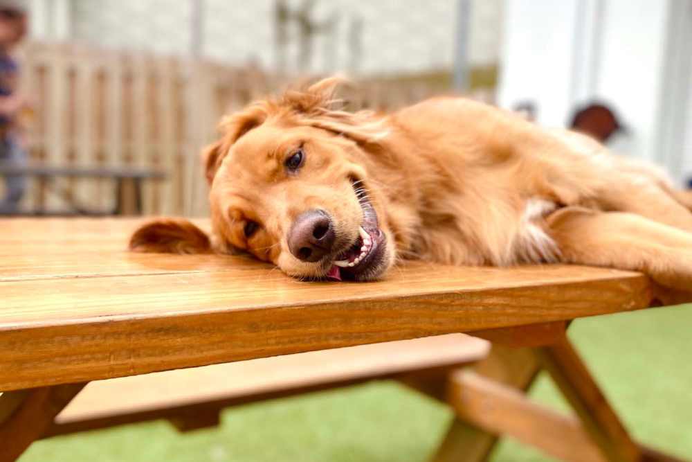 On-Site Dog Park at Ennova Highlands in Arlington, Texas