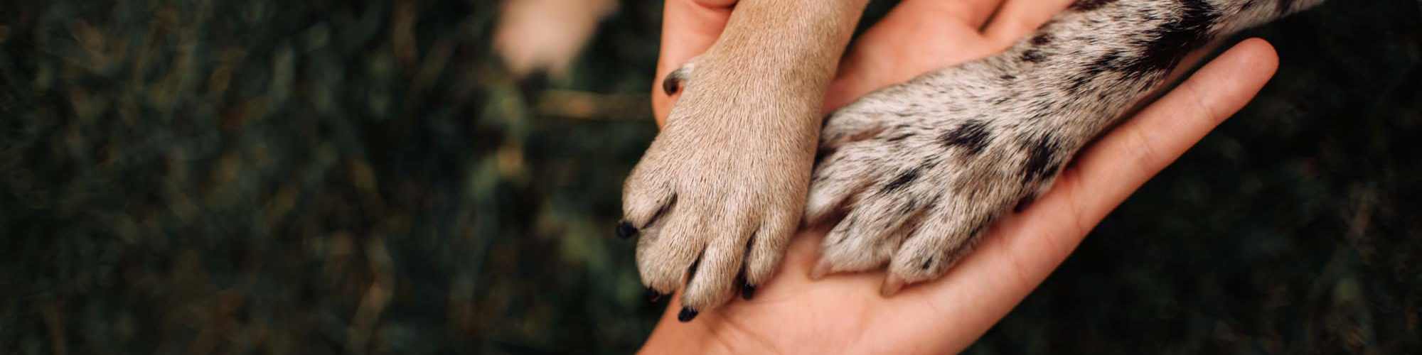 Pet Friendly | Butler Park in Andrews, Texas