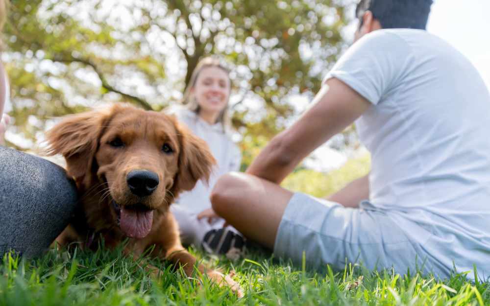 Dog in park near Oak Place Apartments in Oklahoma City, Oklahoma