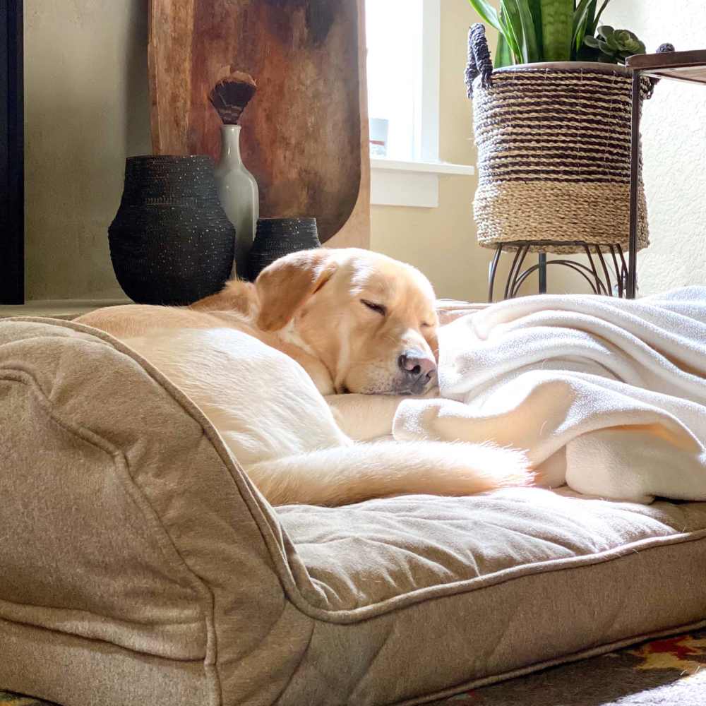 Dog sleeping on a bed at Astraea at Loretto Heights in Denver, Colorado