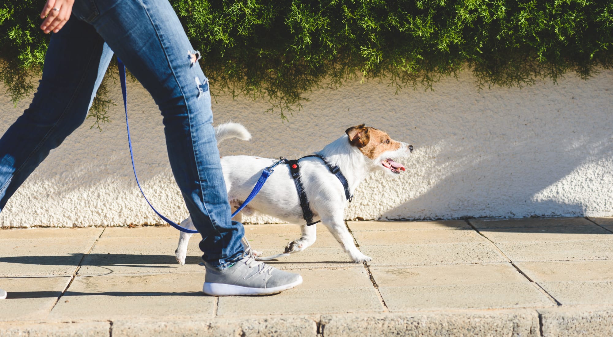 Pet-friendly apartments at Azalea Springs in Marietta, Georgia