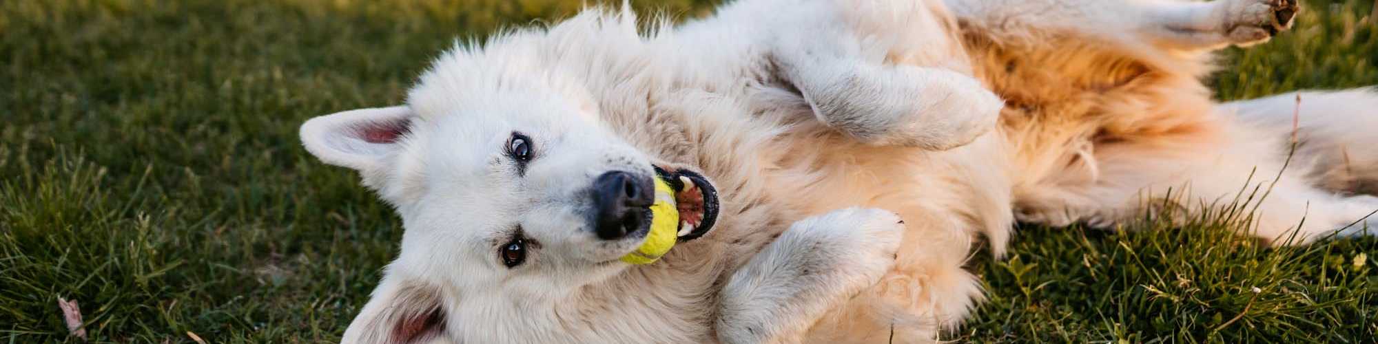 Pet Friendly | Metropolitan Park Apartments in Seattle, Washington