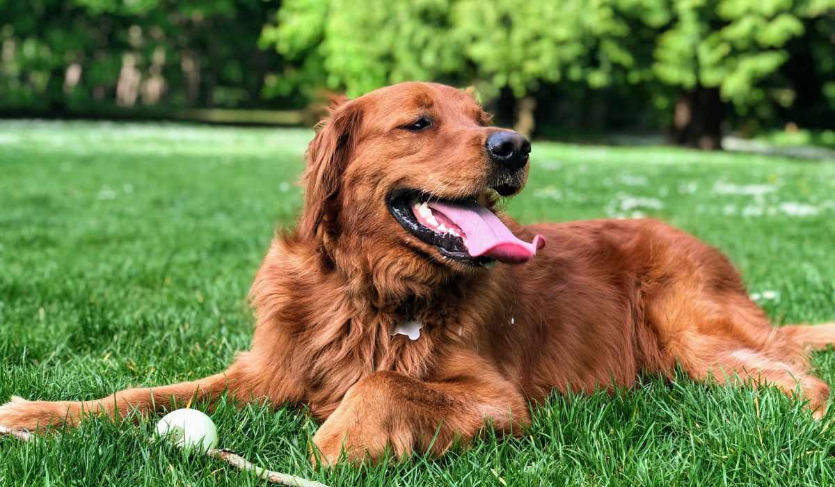 Dog sitting in a park near Portrait At Hance Park in Phoenix, Arizona