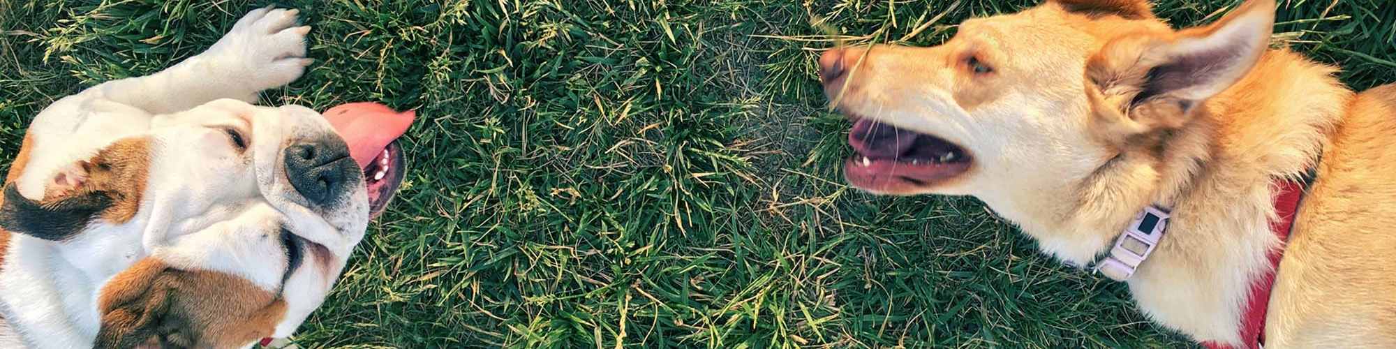 Pet Friendly | The Baxter Apartments in Dallas, Texas
