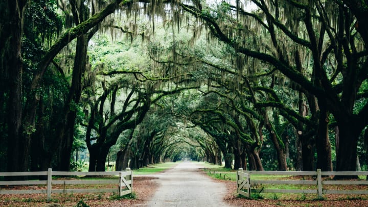 Beautiful archway created by mature oak trees over a country road near The Slate in Savannah, Georgia