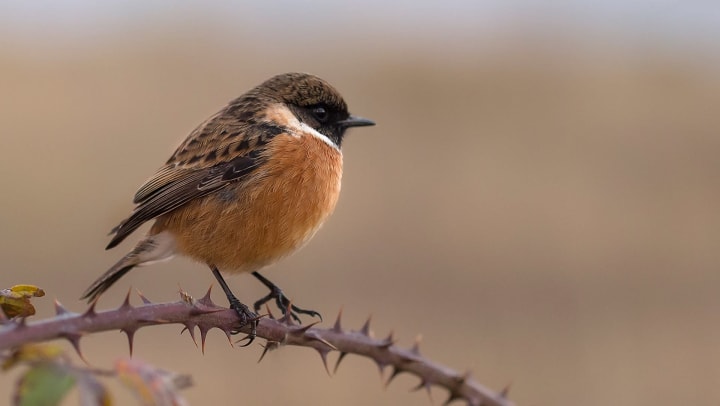 One of the beautiful species of bird that can be found at the Coppell Nature Park near Olympus Town Center in Keller Texas. 