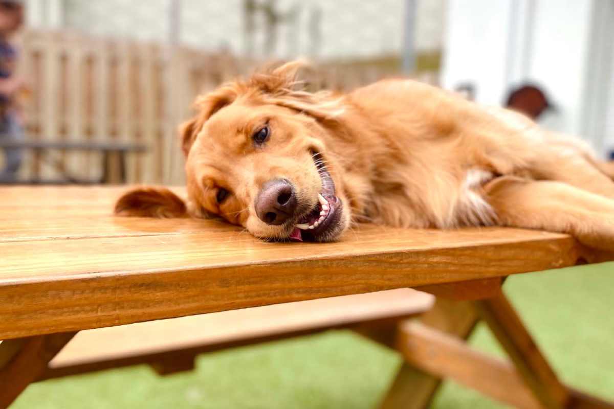 Dog relaxing at The Arbors at Rose Park in Abilene, Texas 