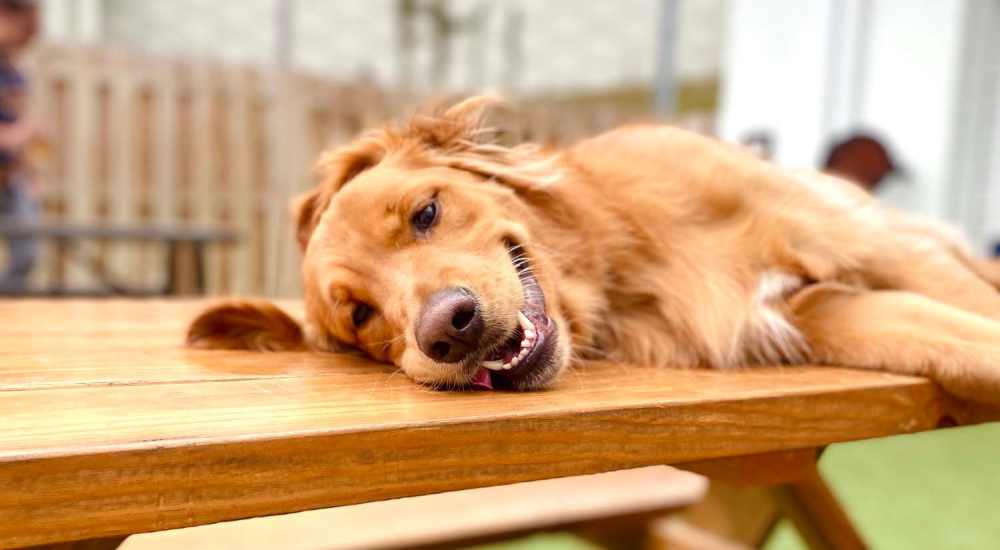Dog relaxing on a bench at Lake Lucerne Towers in Orlando, Florida