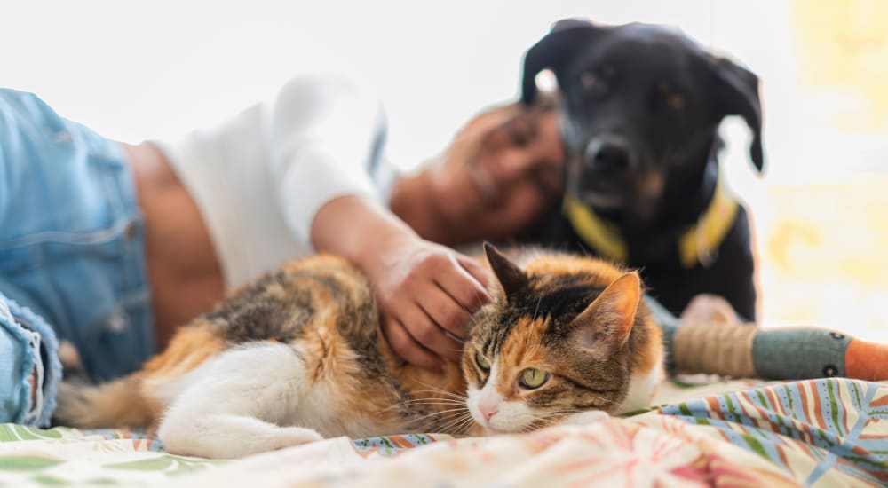 Dog and cat on the bed at Bayside Villas in Panama City, Florida