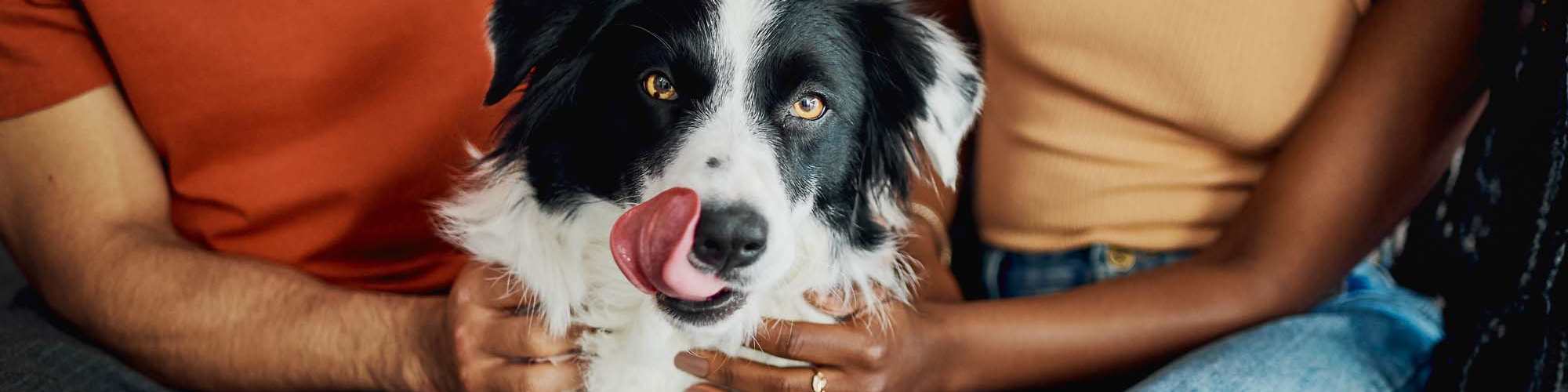 Pet Friendly | Callaway Village Apartments in Fulton, Missouri