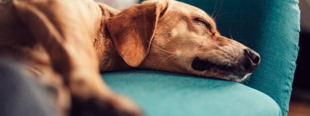 A dog takes a nap at a peaceful, and pet-friendly home at Palisades Sierra Del Oro in Corona, California