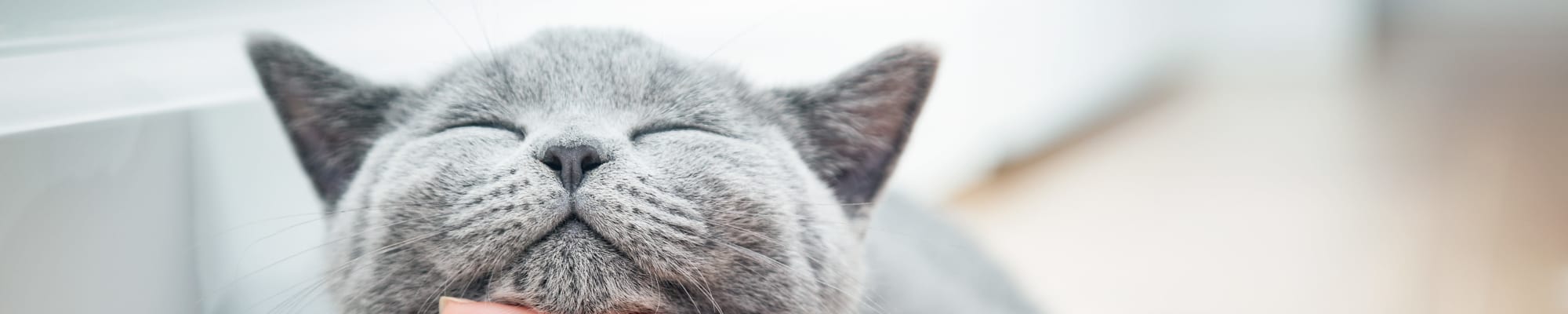 Pet friendly policy at Amara at MetroWest in Orlando, Florida