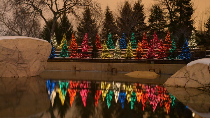 Lighted holiday trees at Lincoln Park Zoo in Chicago