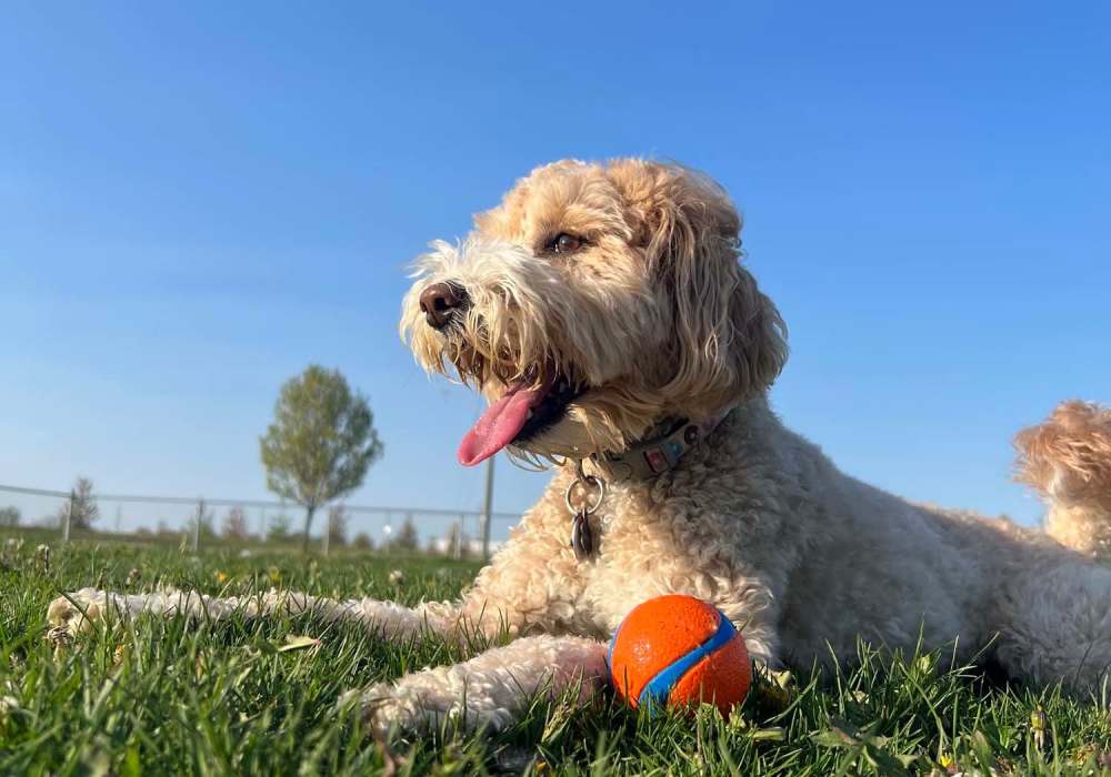 Dog with ball at Legacy at Westglen in Glendale, California