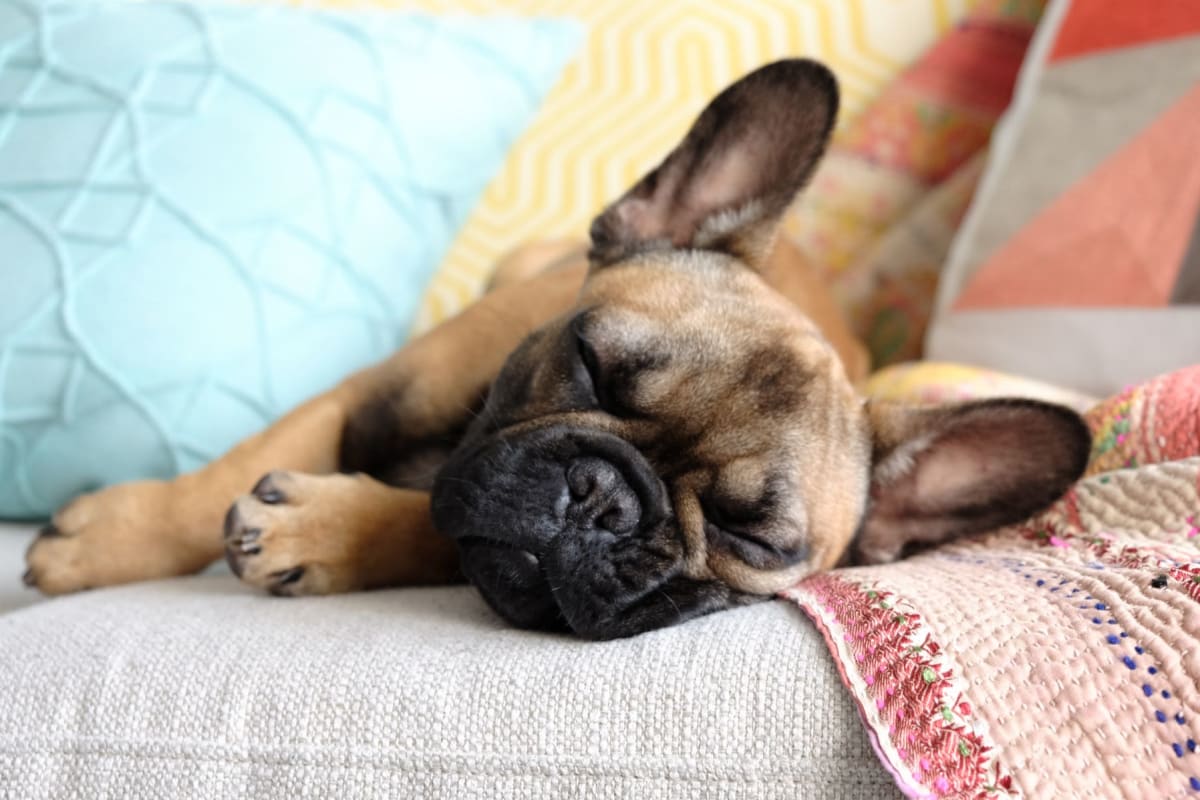 Cute puppy sleeping on the couch at Governours Square in Columbus, Ohio