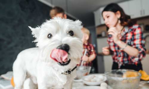 Resident and their happy dog in their pet-friendly home at Terrace Garden Apartment Homes in San Leandro, California