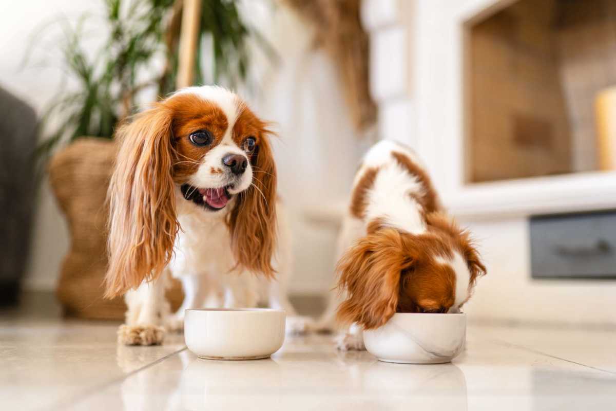 Pet dogs eating food at Villas At Lark Pointe in Springfield, Missouri