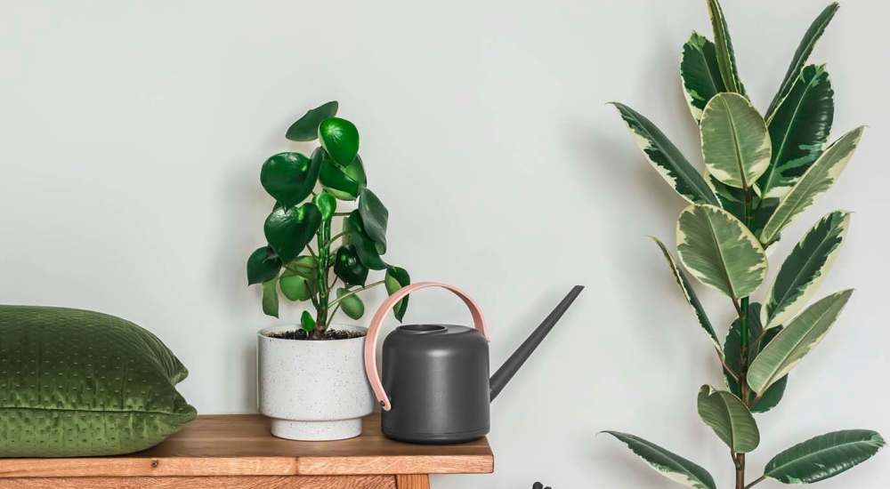 Plant and a watering can in a home at The Meadowlark at Fairview in Fairview, Oregon