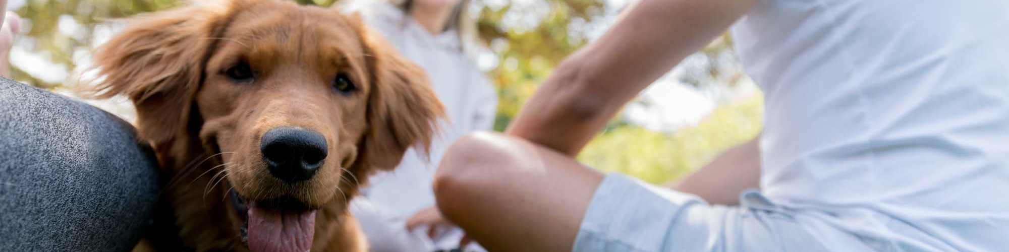 Pet Friendly | Palomar View Apartments in Lexington, Kentucky    