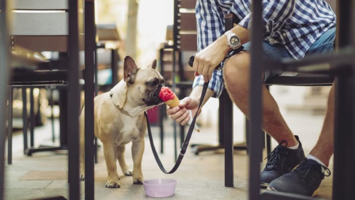 Dog owner reaches down from outdoor table to give his French bulldog a lick of ice cream