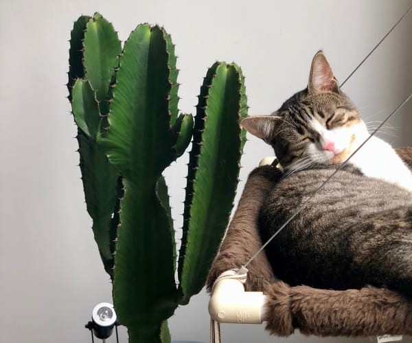 Cat taking a nap near a cactus