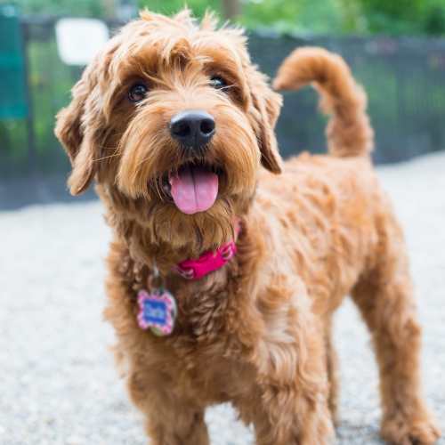 Happy dog at Bristle Pointe Apartments in Reno, Nevada