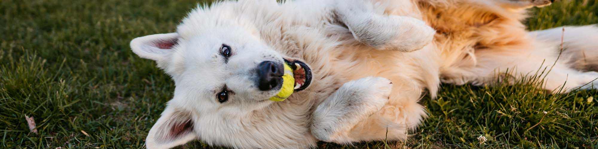 Pet Friendly | Eagles Landing in Memphis, Tennessee