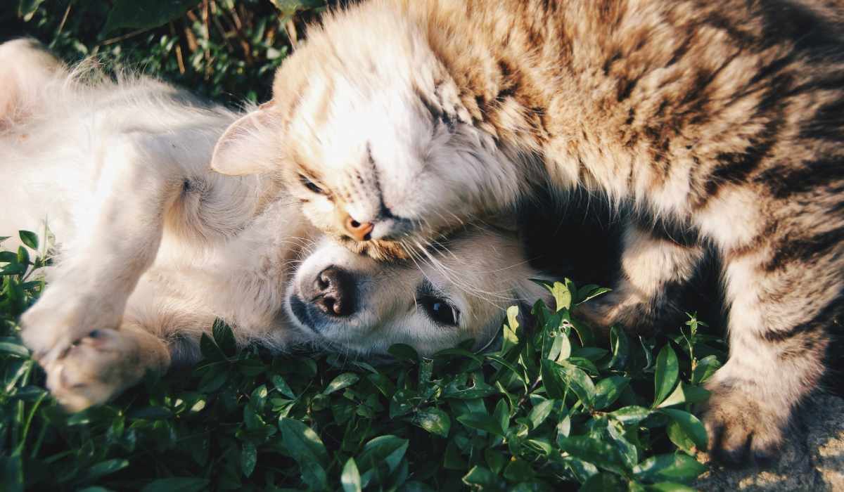Dog and cat cuddling near Calista in Scottsdale, Arizona