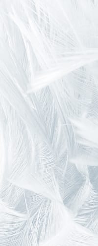 Close up photo of some white feathers at Big Sky Flats in Washington, District of Columbia