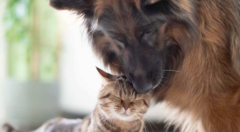 Cute pet dog and cat at The Millwright in Cornelius, North Carolina
