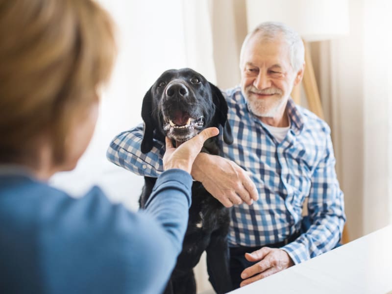 Pet visitor with a resident at Wellington Place at Rib Mountain in Wausau, Wisconsin