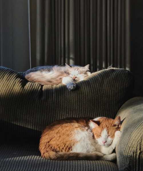 Pet-friendly at Cyprus in Phoenix, Arizona