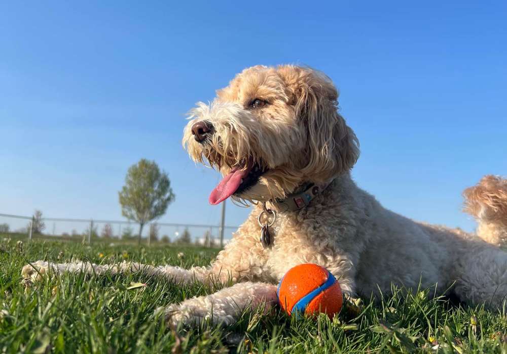 Happy dog playing with ball in the park near Villa Del Sol in Sunnyvale, California