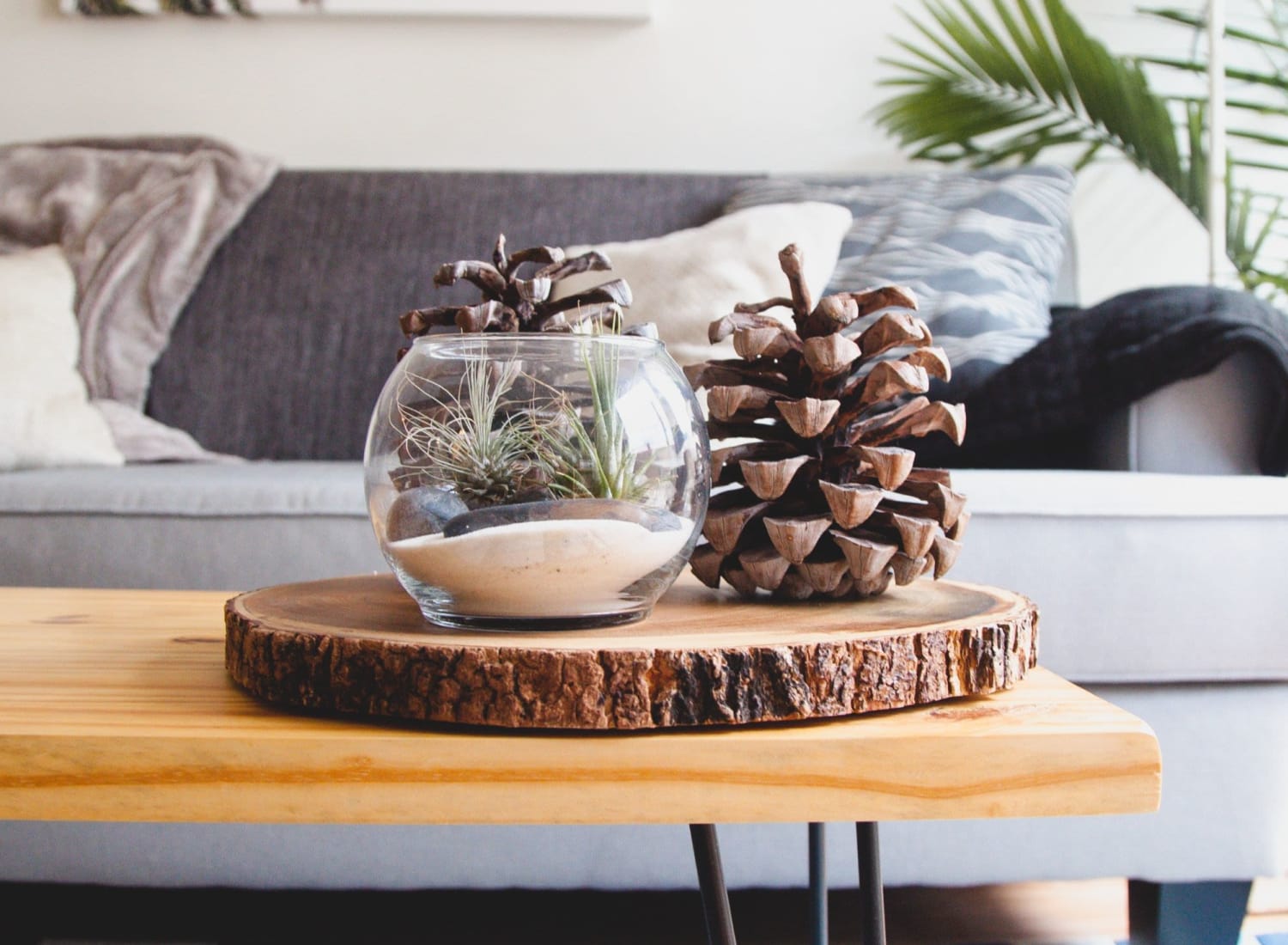 Decorated coffee table with a cute pinecone and wooden tree plate at The Reserve at White Oak in Garner, North Carolina